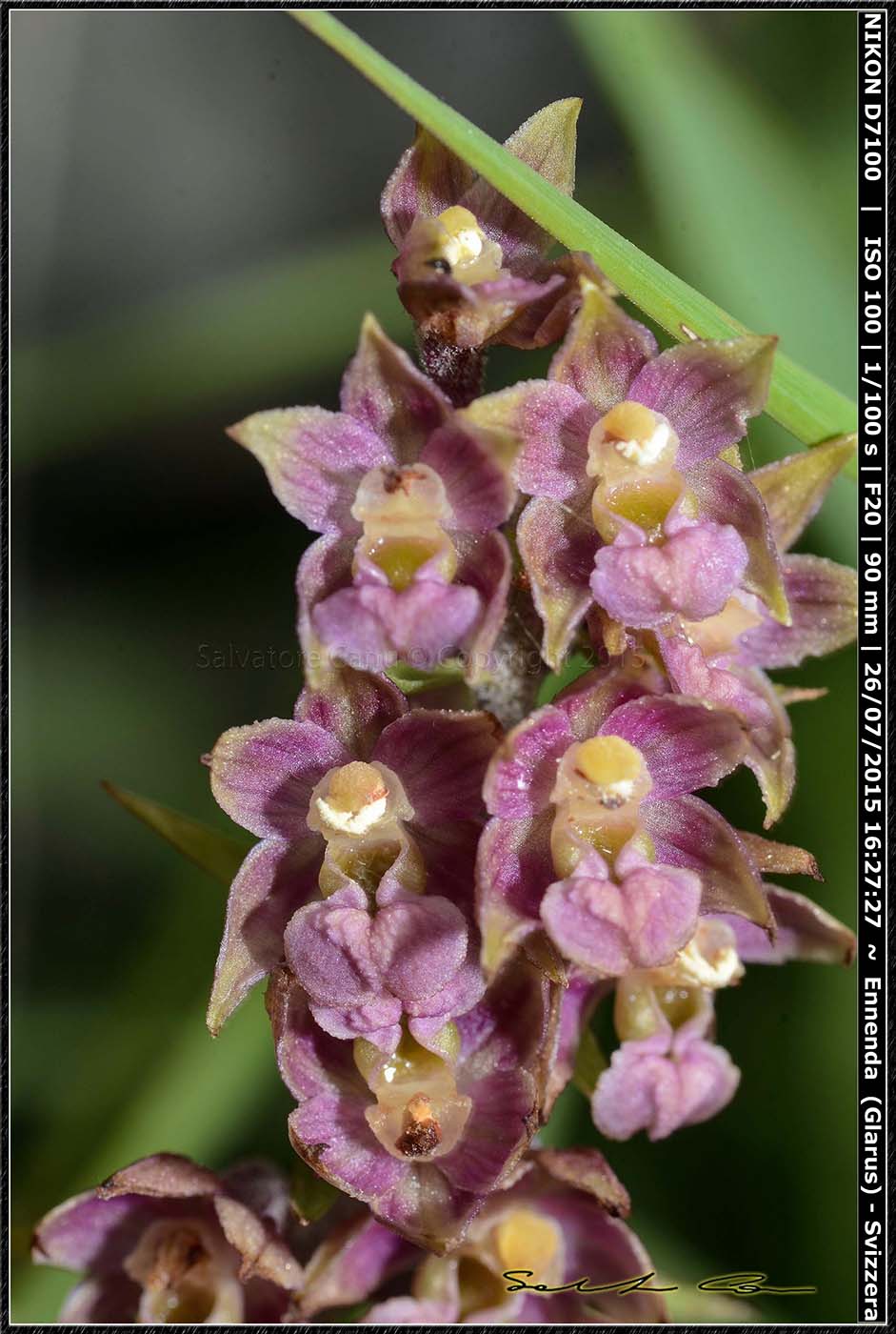 Svizzera - Epipactis atrorubens